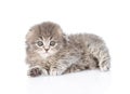 Little scottish kitten lying and looking at camera. isolated