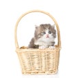 Little scottish kitten sitting in basket. isolated on white