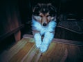 Little scottish sheep-dog puppy sitting on the floor