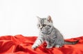 Little Scottish Straight kitten with fur colored in black marble on silver stretches forward with its paw while sitting on a red Royalty Free Stock Photo