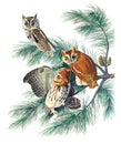 Little Screech Owl illustration Royalty Free Stock Photo