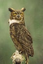 A little Screech Owl poses on a handler`s glove. Royalty Free Stock Photo