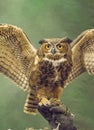 A little Screech Owl poses on a handler`s glove. Royalty Free Stock Photo