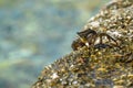 Little sea crab on a rock near the water Royalty Free Stock Photo