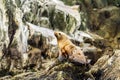 Little sea lion Otariinae on the rock, Russia, Kamchatka, nearby Cape Kekurny, Russian bay Royalty Free Stock Photo