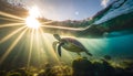 sea turtle swimming in the sea, Little sea Tortoise swim in the ocean floor, scenic GALAPAGOS ISLAND, Royalty Free Stock Photo