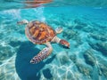 Little sea turtle swimming in sea water Royalty Free Stock Photo