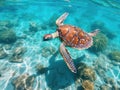 Little sea turtle swimming in sea water Royalty Free Stock Photo