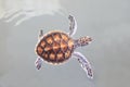 Little sea turtle swimming in sea water Royalty Free Stock Photo