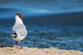 A little seagull on the beach. Blue sea in the background