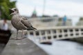Little seagull chirping on a railing