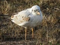 Little seagull in the grass