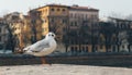 Little seagull Larus minutus in the urban area of Verona