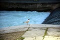 Little seagull posing on the river bank with rapids Royalty Free Stock Photo