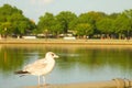 A little seagull in the sunset