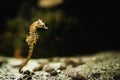 Little seahorse or sea horse in a dark aquarium