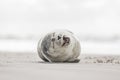 Little seal on the beach Royalty Free Stock Photo