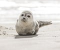 Little seal on the beach