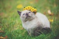 Little kitten sitting on the grass in the autumn garden Royalty Free Stock Photo