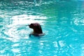 A little seal swimming in the morning...!