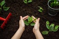 Little seedling in black soil on child hand next to the garden rake and shovel.Spring planting