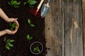 Little seedling in black soil on child hand next to the garden rake and shovel.Spring planting