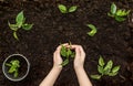 Little seedling in black soil on child hand next to the garden rake and shovel.Spring planting