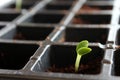 Little seedling plant Royalty Free Stock Photo