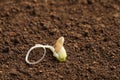 Little seedling with root on fertile soil. for text