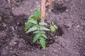 The little seedling tomatoes