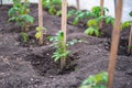 The little seedling tomatoes