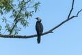 Little shag or cormorant Royalty Free Stock Photo