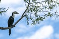 Little shag or cormorant Royalty Free Stock Photo