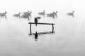 Little shag or cormorant perched on stand in calm water surrounded by mist