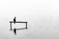 Little shag or cormorant perched on stand in calm water surrounded by mist