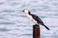 Little shag sitting on a metal pole