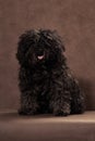 A small shaggy black-brown puli breed dog sits on a brown background