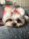 Little shaggy dog with a bow