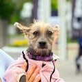 little shaggy dog in overalls in the arms