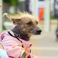 little shaggy dog in overalls in the arms