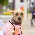 little shaggy dog in overalls in the arms