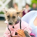 little shaggy dog in overalls in the arms