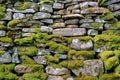 Little Shaggy-moss -(Rhytidiadelphus loreus) growing on an old dry stone wall.