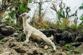 little sheep lambs climbing hills in nepal Royalty Free Stock Photo