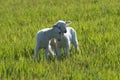 Little sheep playing in a green meadow