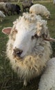 Little Sheep in the Ukrainian farm