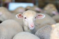 little Sheeps on the rural farm