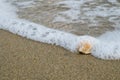 Little shell on the beach,Single shell on the sand Royalty Free Stock Photo