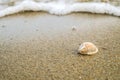 Little shell on the beach,Single shell on the sand Royalty Free Stock Photo