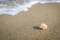 Little shell on the beach,Single shell on the sand Royalty Free Stock Photo